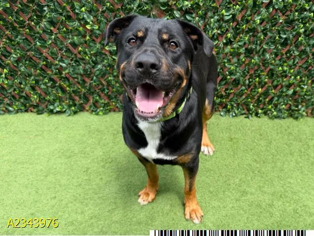 A young large-sized male Mixed Breed dog named Emmet for adoption in West Palm Beach, FL