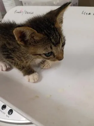 A baby small-sized male Domestic Short Hair cat named Spruce Tree for adoption in Atlanta, GA