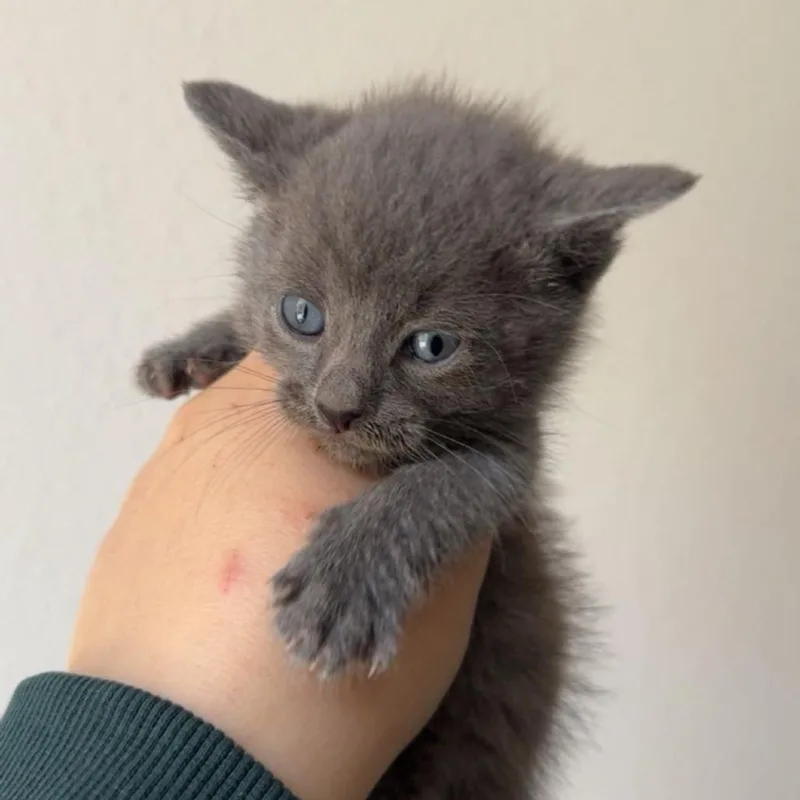 A baby small-sized male Gray / Blue / Silver Domestic Short Hair cat named Geodude for adoption in Westminster, CA