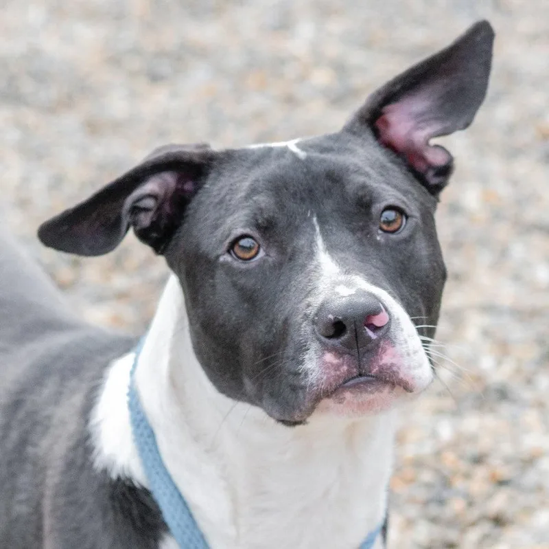 A young medium-sized male Terrier dog named Jack for adoption in Hilton Head Island, SC