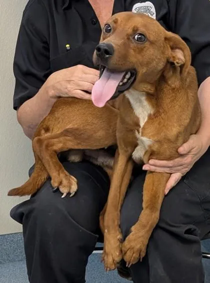 An adult medium-sized male Retriever dog named Eli for adoption in Taylorsville, NC