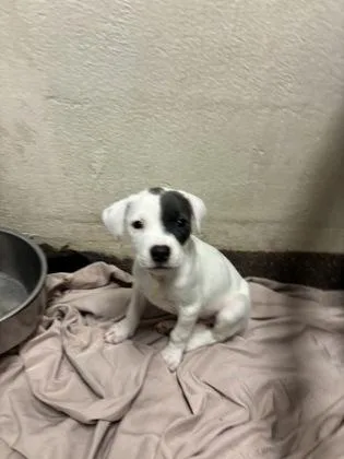 A baby small-sized female American Staffordshire Terrier dog named a Bubbles for adoption in North Charleston, SC