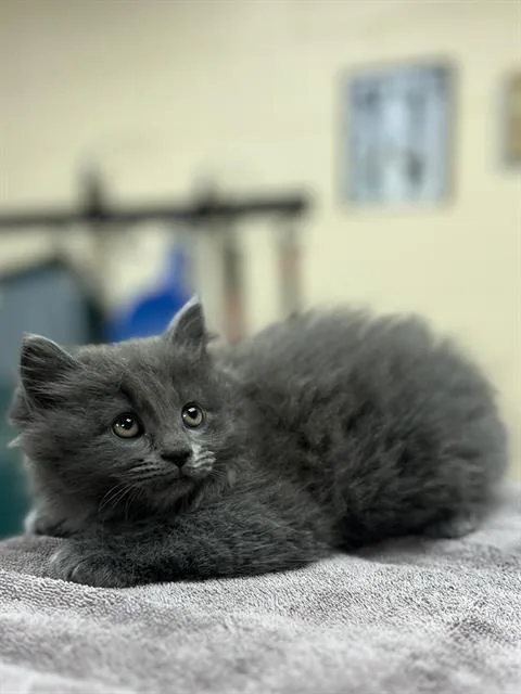 A baby small-sized female Domestic Medium Hair cat named Angelique for adoption in Aliquippa, PA
