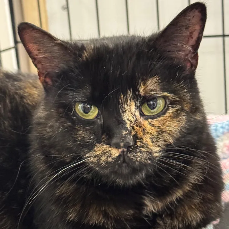 An adult small-sized female Tortoiseshell Domestic Short Hair cat named Shadow ARC for adoption in Akron, NY