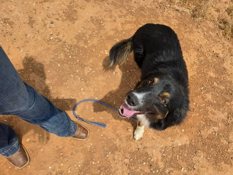 An adult medium-sized male Tricolor (Brown, Black, & White) Australian Shepherd dog named Arlo for adoption in Roosevelt, UT