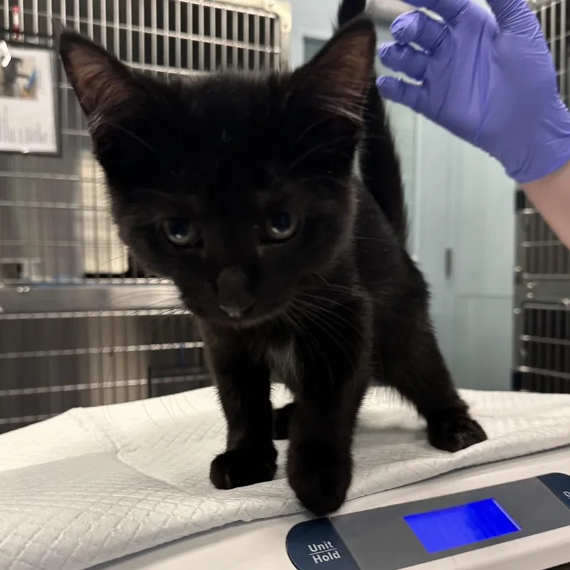 A baby medium-sized male Black Domestic Short Hair cat named Guy for adoption in Greensboro, NC