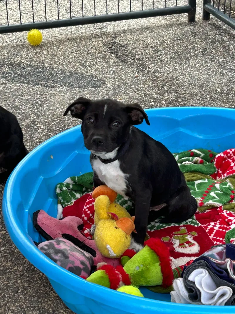 A baby small-sized male American Staffordshire Terrier dog named Howie for adoption in Parrish, FL