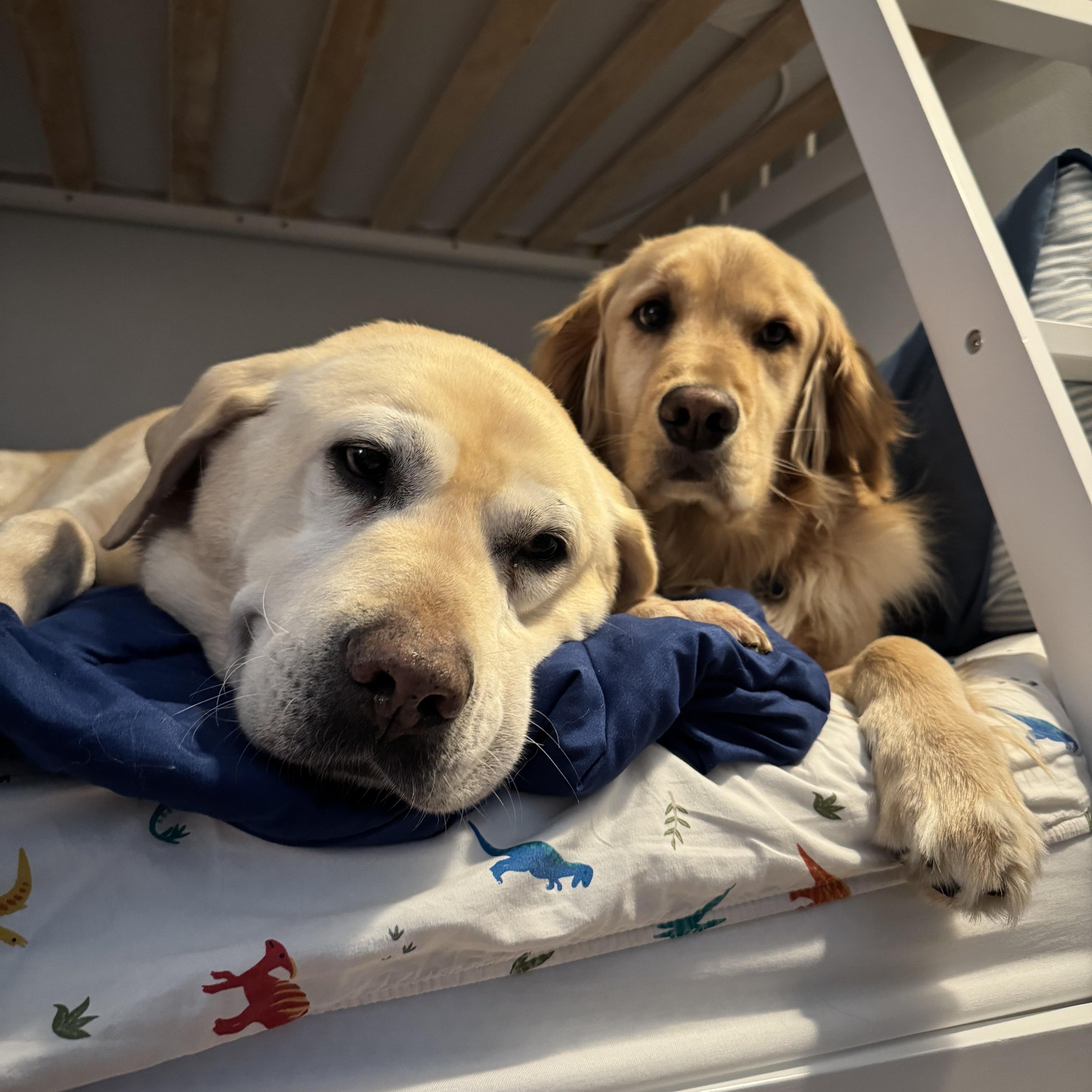 A senior large-sized male Labrador Retriever dog named Memo In New for adoption in Waitsfield, VT