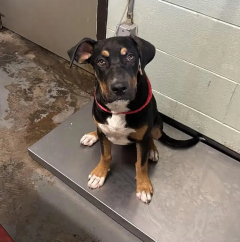 A young large-sized male Mastiff dog named Nick for adoption in Red Bluff, CA