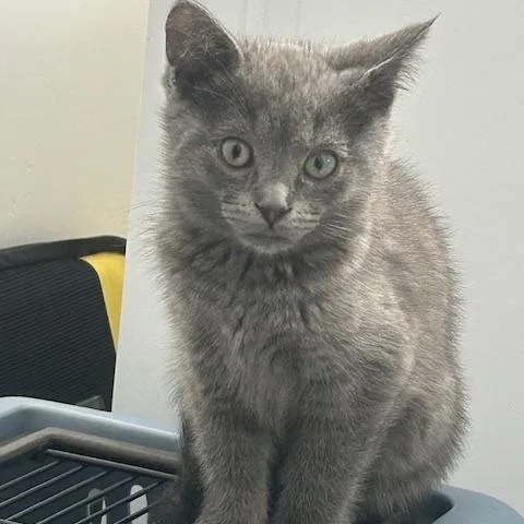 A baby small-sized male Gray / Blue / Silver Domestic Short Hair cat named Falcon for adoption in Santa Barbara, CA