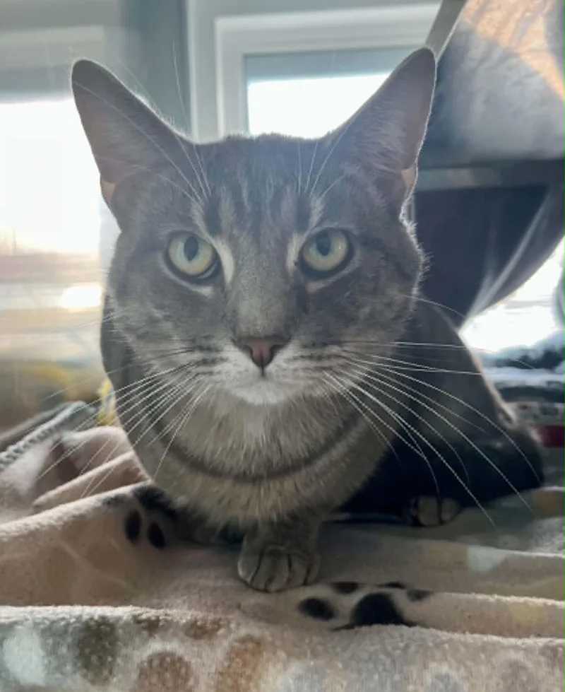 An adult medium-sized male Domestic Short Hair cat named Calvin for adoption in Moundsville, WV