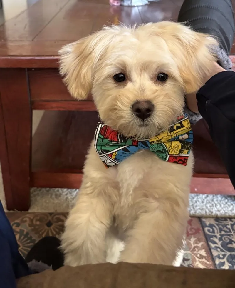 A young small-sized male Yellow / Tan / Blond / Fawn Shih poo dog named Jack for adoption in Chandler, AZ