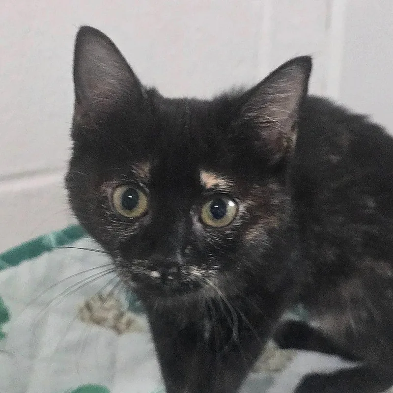 A baby small-sized female Tortoiseshell Domestic Short Hair cat named Coco for adoption in Columbus, NC