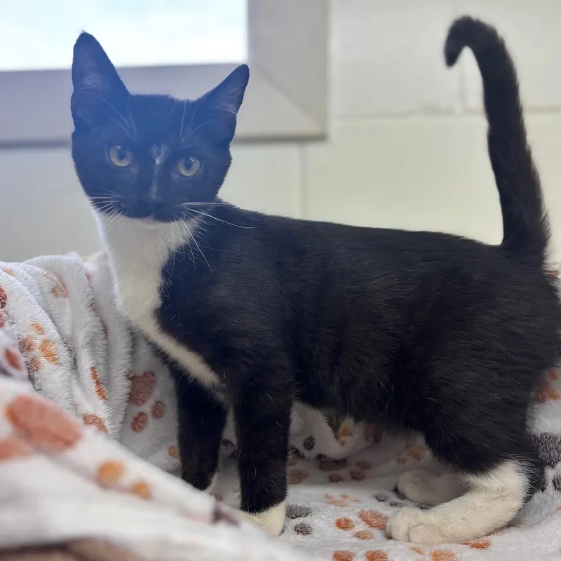 A baby small-sized female Black Domestic Short Hair cat named Renee for adoption in Marshalltown, IA