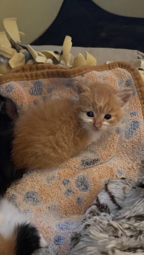 A baby medium-sized male Orange & White Domestic Short Hair cat named Circus for adoption in Clinton Township, MI