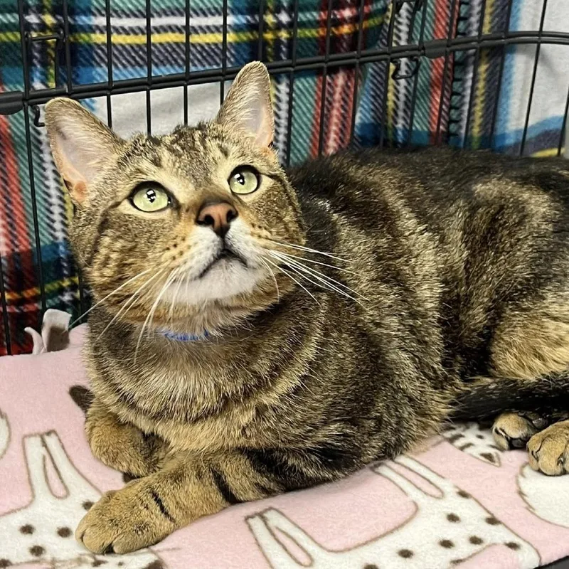 An adult large-sized male Brown / Chocolate Domestic Short Hair cat named Charles for adoption in Hamburg, NY