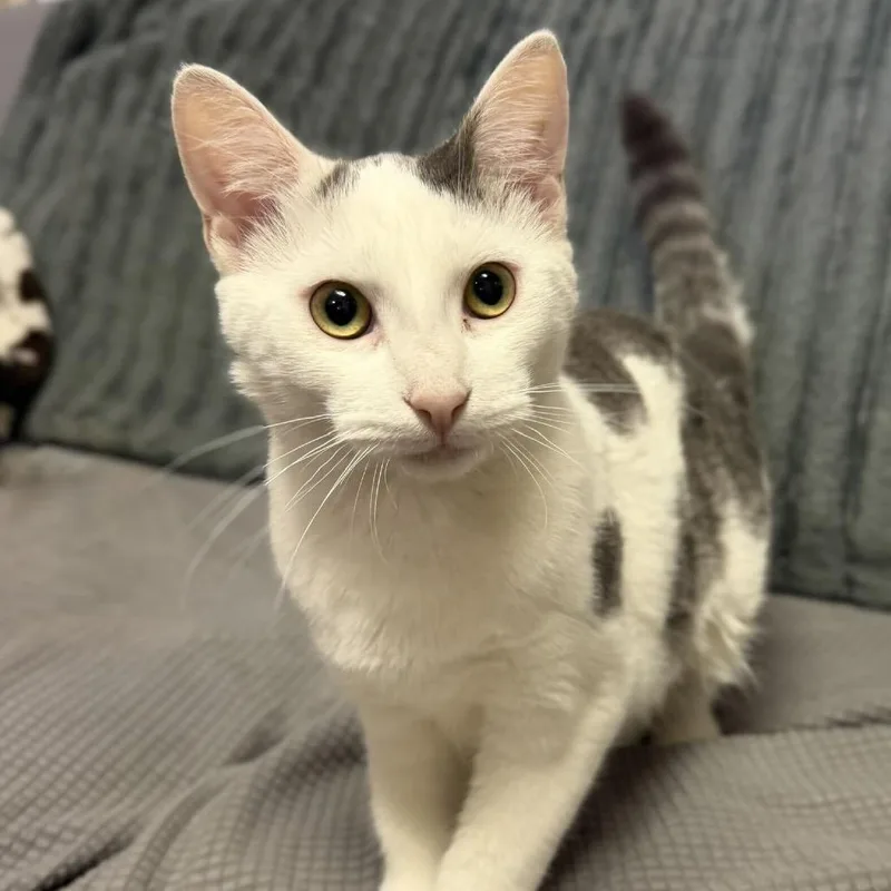 A young medium-sized female White Domestic Short Hair cat named Puff Corn for adoption in Buffalo, MN