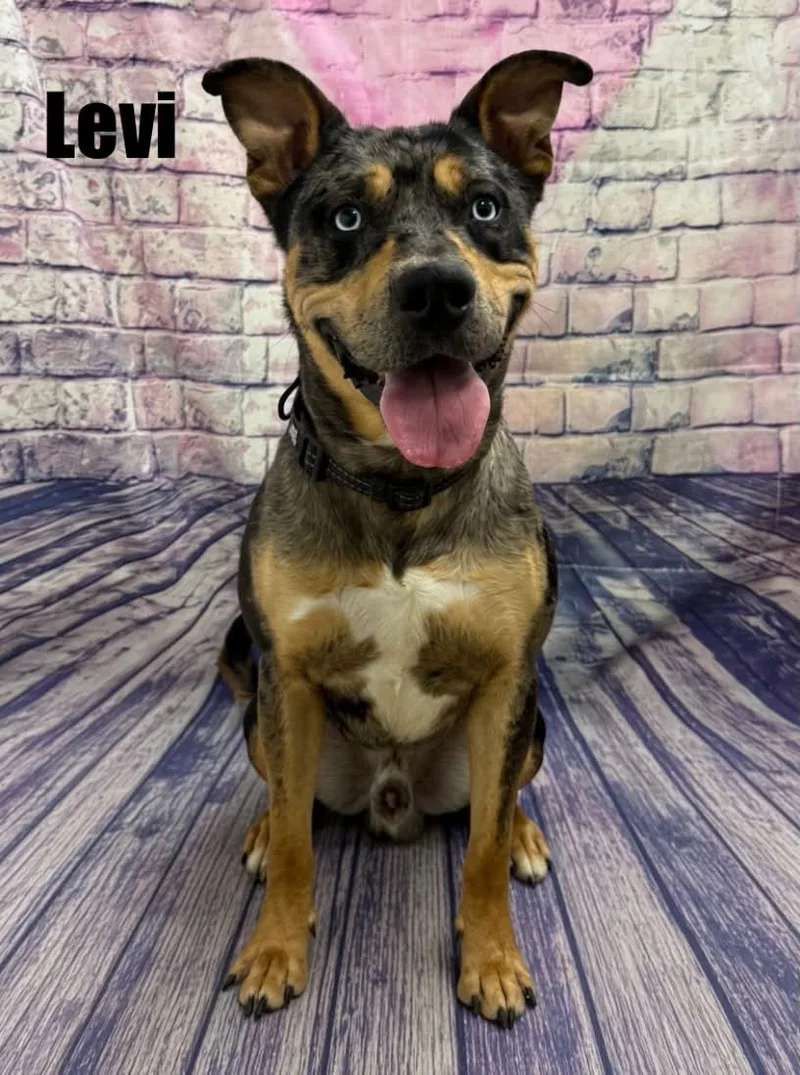 A young medium-sized male Black Catahoula Leopard Dog dog named Levi for adoption in Quincy, MI