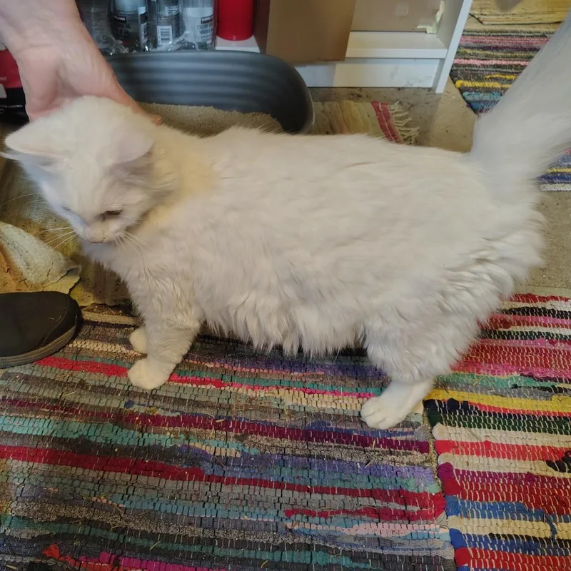 An adult medium-sized female White Domestic Long Hair cat named Cotton for adoption in Coos Bay, OR