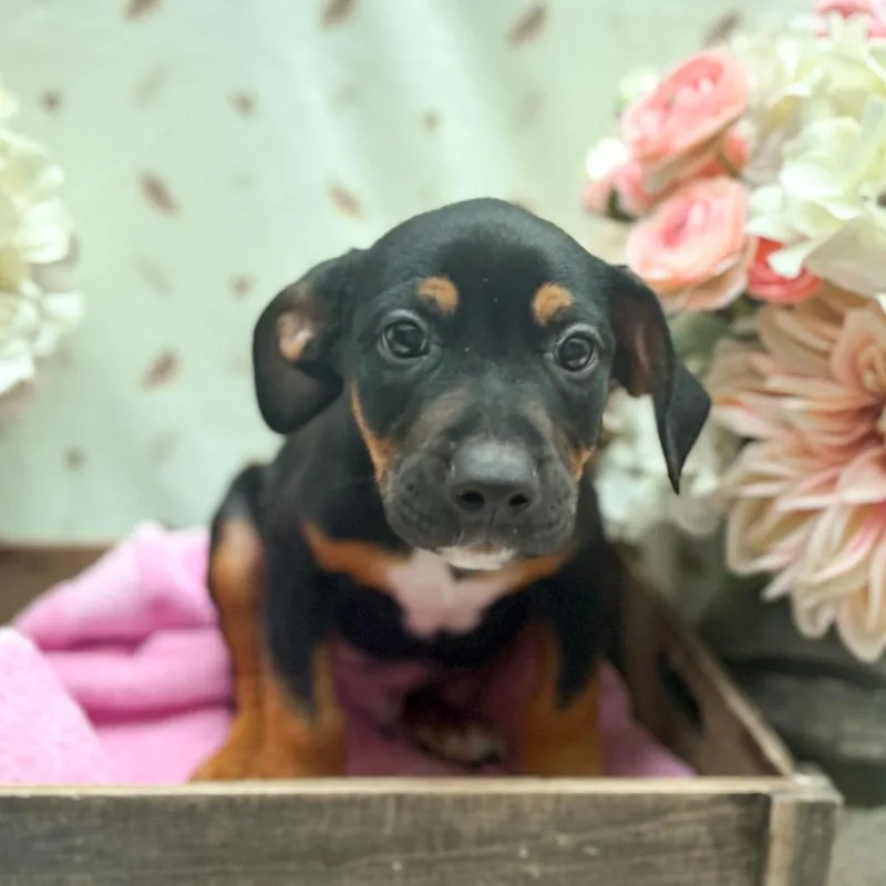 A baby medium-sized male Black Hound dog named Zeke for adoption in Newberg, OR