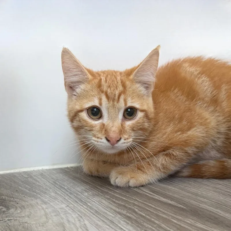 A baby medium-sized male Domestic Short Hair cat named Mac McDonald for adoption in State College, PA