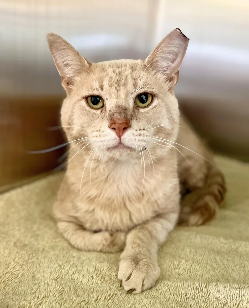 An adult medium-sized male Buff / Tan / Fawn Domestic Short Hair cat named James for adoption in Seville, OH
