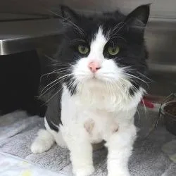 A senior extra large-sized male Black Domestic Medium Hair cat named Max for adoption in Bullhead City, AZ