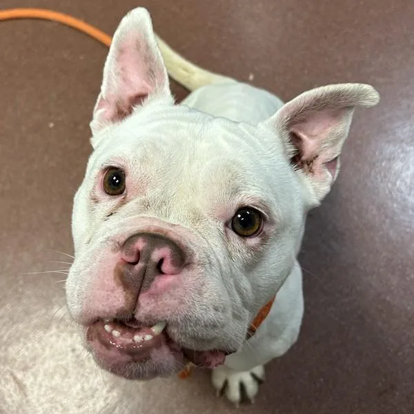 Milk Bun thumbnail 2