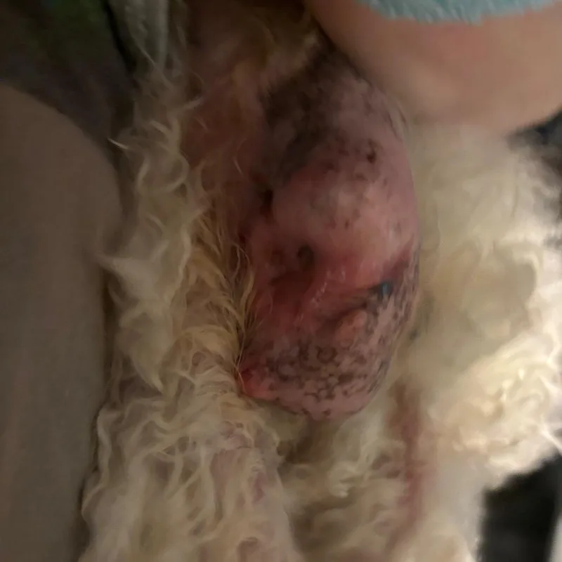 Ellie thumbnail 5