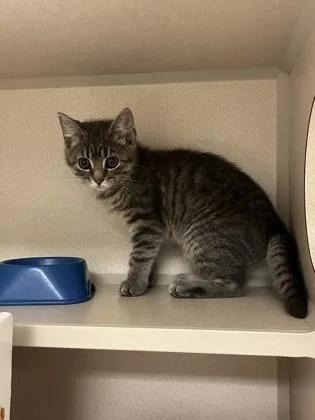 A young small-sized female Domestic Short Hair cat named Petunia for adoption in Quakertown, PA