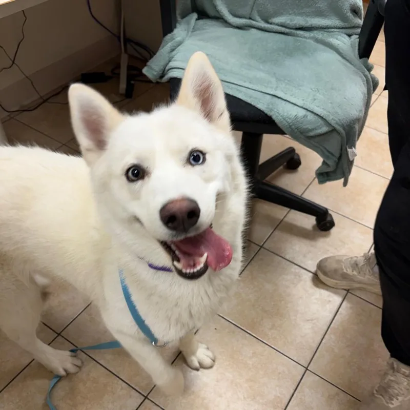 An adult large-sized female White / Cream Husky dog named Farrah for adoption in Pekin, IL