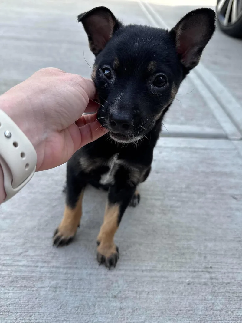 A baby small-sized male Chihuahua dog named Spunky for adoption in Holbrook, NY