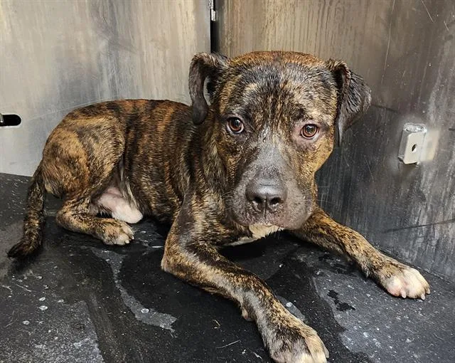 A young medium-sized male American Staffordshire Terrier dog named Devin for adoption in San Antonio, TX