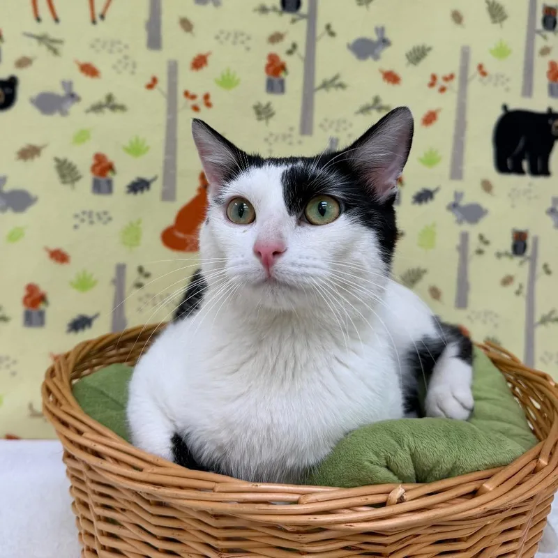 An adult large-sized male Black Domestic Short Hair cat named Norman for adoption in Deerfield, IL