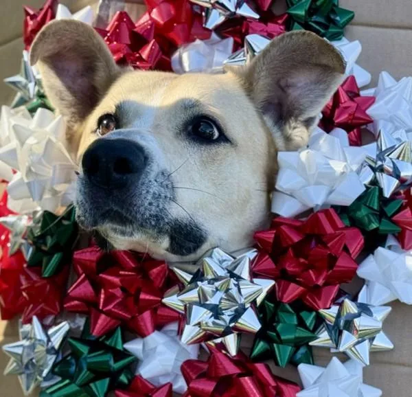 Mulligan thumbnail 2