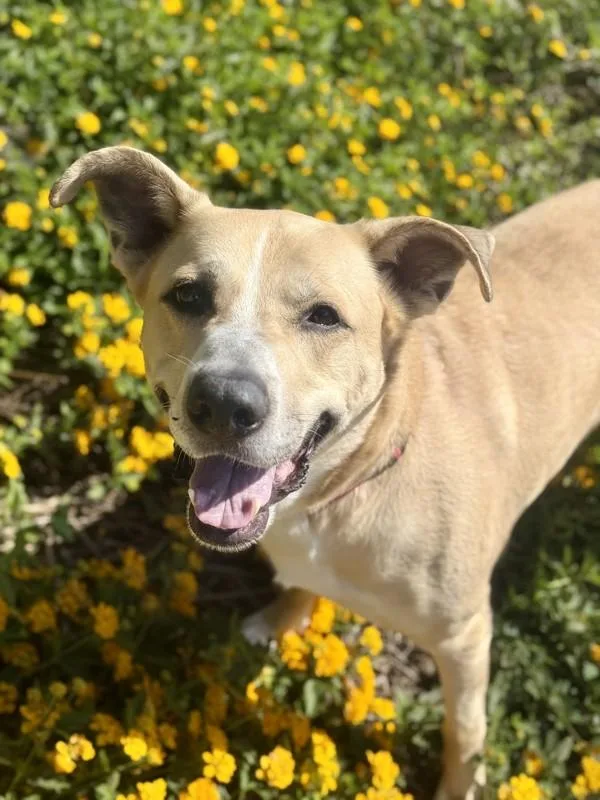 Mulligan thumbnail 3