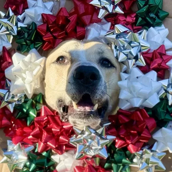 Mulligan thumbnail 4