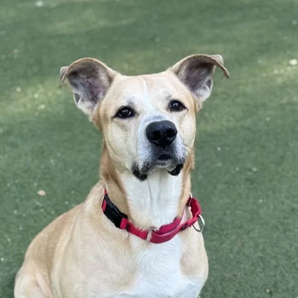 Mulligan thumbnail 5