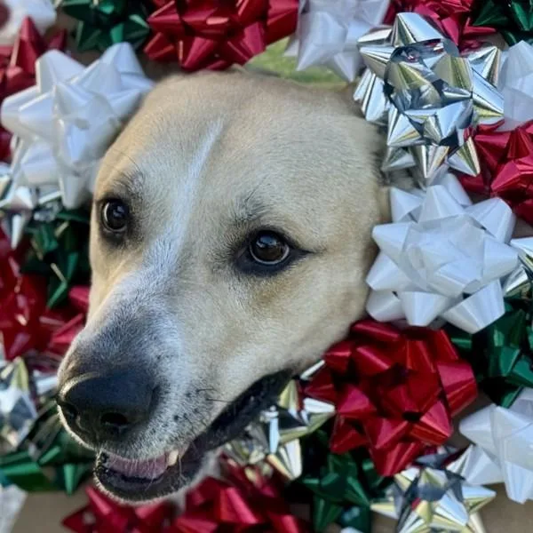 Mulligan thumbnail 6