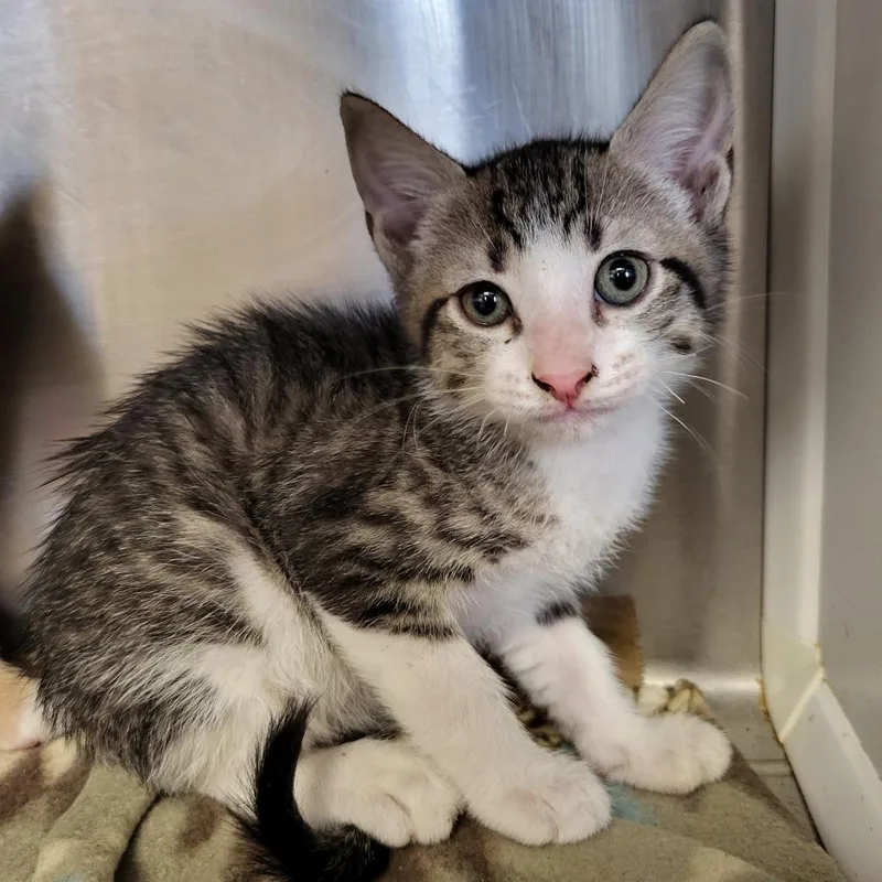 A baby small-sized male White Domestic Short Hair cat named Leo for adoption in Lake Panasoffkee, FL