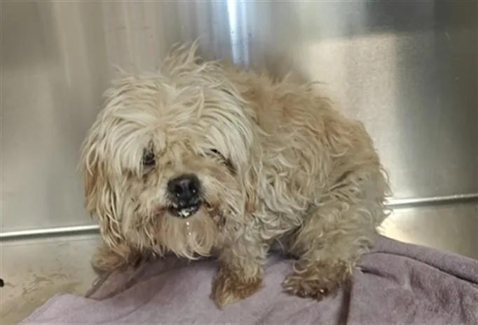 A senior small-sized male Mixed Breed dog named Buster for adoption in Santa Fe, NM