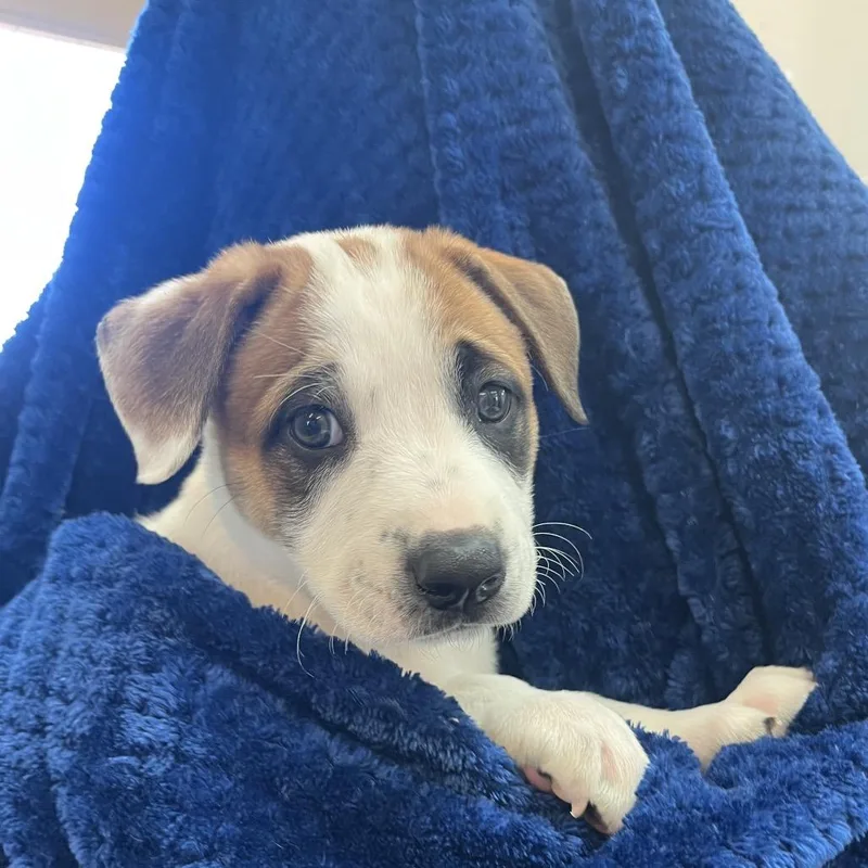 A baby medium-sized male White / Cream Boxer dog named Oakley for adoption in Kanab, UT