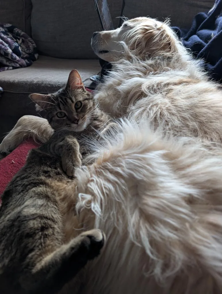 A young medium-sized male Domestic Short Hair cat named Robinno Longer Accepting Apps for adoption in Minneapolis, MN