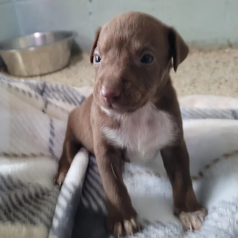 A baby medium-sized male Apricot / Beige Mixed Breed dog named Luther for adoption in LOXAHATCHEE, FL