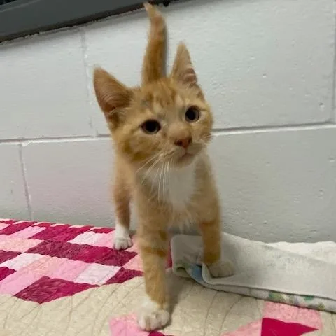 A baby small-sized male Orange / Red Domestic Short Hair cat named Apollo for adoption in Dayton, OH