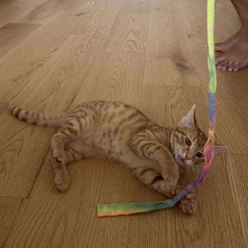 A baby medium-sized male Orange / Red Domestic Short Hair cat named Gary for adoption in Fort Lauderdale, FL