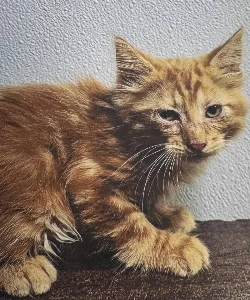 Bridgette thumbnail 2