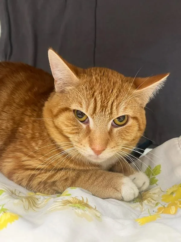 An adult medium-sized male Tabby (Orange / Red) Domestic Short Hair cat named Alex for adoption in Manassas, VA