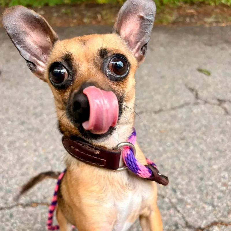 An adult small-sized male Yellow / Tan / Blond / Fawn Chihuahua dog named Tico for adoption in Brockton, MA