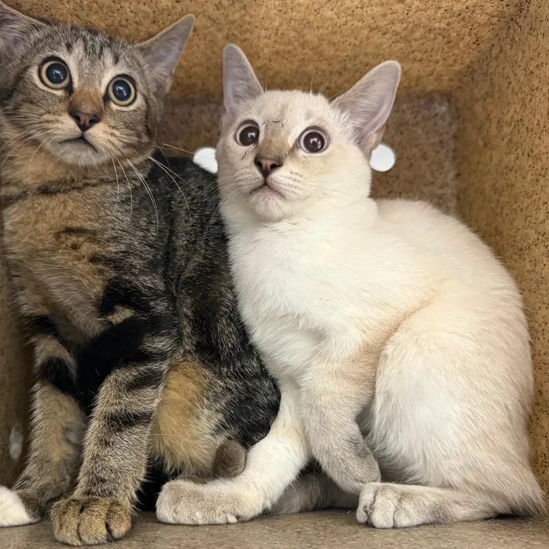 A baby small-sized female Cream / Ivory Domestic Short Hair cat named TUSCWildlife for adoption in Tuscaloosa, AL